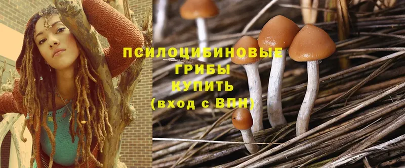 Галлюциногенные грибы Cubensis  даркнет сайт  Новопавловск 